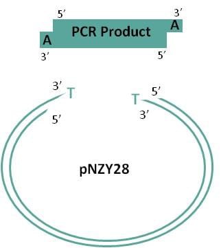 NZY-A Speedy PCR cloning kit Scheme.jpg