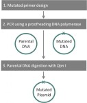 NZYMutagenesis kit + competent cells