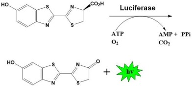 ABP Firefly Luciferase Assay Kit Luciferase F305.jpg