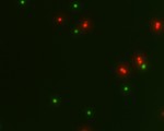 Cell-Check™ Viability/Cytotoxicity Kit for Animal Cells