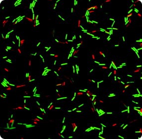 Cell-Check™ Viability/Cytotoxicity Kit for Bacteria Cells Ecoli-1.jpg