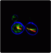 Cell-Check™ Viability/Cytotoxicity Kit for Yeast Yeast-1.gif