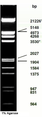 λ-DNA/ EcoR I/ Hind III Digest 
