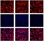 siGLO Red Transfection Indicator