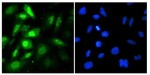 siGLO Green Transfection Indicator