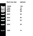 NZYDNA Ladder II 