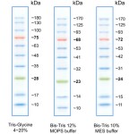 BlueStar Prestained Protein Ladder
