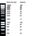 NZYDNA Ladder III (1kb) 