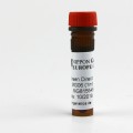 Midori Green Direct DNA Stain 