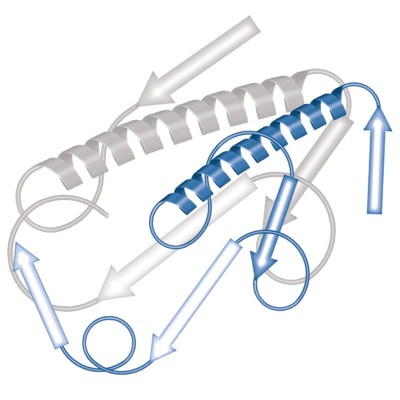 Recombinant RNase T2 proteomics.jpg