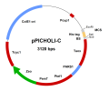 pPICHOLI vectors DNA 