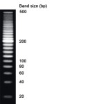 NZYDNA Ladder IV (20 bp)
