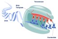 hTERT Antibody and Peptide Kit 