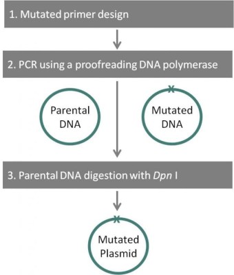 NZYSupreme Mutagenesis kit NZYMutagenesis_kit_protocol-600x704.jpg