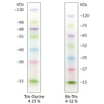 FastGene Prestained Protein Marker