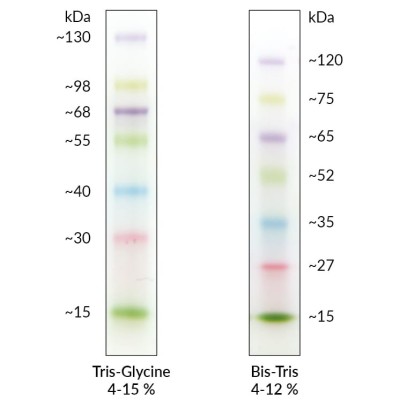 FastGene Prestained Protein Marker fastgene-prestained-protein-marker-mwp01.jpg