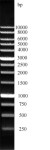 Blue 1000bp/1kb DNA ladder (ready-to-use)