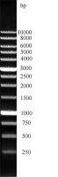 Blue 1000bp/1kb DNA ladder (ready-to-use)