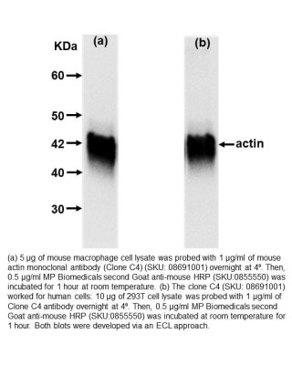 ACTIN MONOCLONAL ANTIBODY figure-6-2.jpg