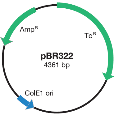 pBR322 Vector DNA Mapa