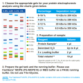 FastGene® PAGE Gel 4-12% -12 well (8x10 cm) Rozdzielczość żeli.png