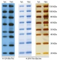 SuperSignal™ Molecular Weight Protein Ladder 84785 Protein Ladder 1.jpg