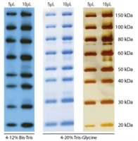 SuperSignal™ Molecular Weight Protein Ladder