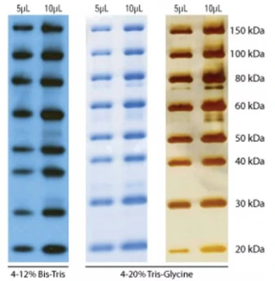 84785 Protein Ladder 1.jpg