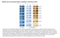 SuperSignal™ Molecular Weight Protein Ladder 84785 Protein Ladder .png