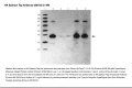 SuperSignal™ Molecular Weight Protein Ladder 84785 Protein Ladder 2.png