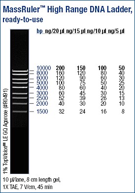 MassRuler™ DNA Ladder, High Range, ready-to-use 