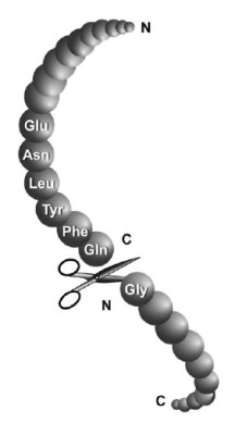 TEV Protease(TurboTEV), recombinant, GST- & His-Tag 