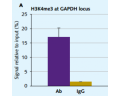 ChIP Seq 24 spin columns ,Pro G, with Premium control antibodies 