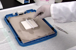 Western Blot Roller 