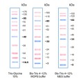 GENE`s Plus Protein Ladder PS11 prestained 