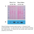 Minute™ Detergent-Free Nuclear Matrix Protein Extraction Kit 