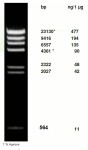 λ-DNA/ Hind III Digest