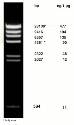 λ-DNA/ Hind III Digest 