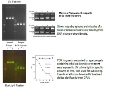 Maximo Fluorescent Reagent 6X Loading dye as substitute for EtBr 