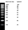 NZYDNA Ladder V (100 bp) 