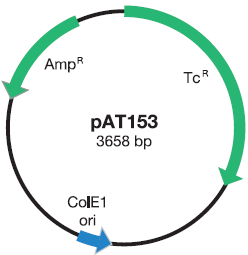 pAT153 Vector DNA Mapa