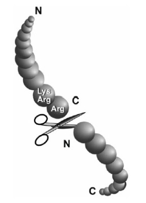 Kex2 Protease (Lys/Arg-Arg), recombinant 