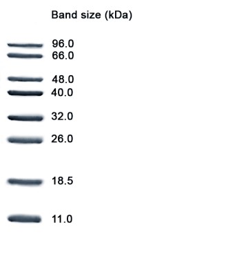 Low Molecular Weight (LMW) Protein Marker II 