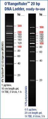O'RangeRuler™ 20bp DNA Ladder, ready-to-use 