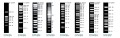 NZYDNA Ladder IV (20 bp) 