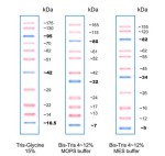 GENE`s Plus Protein Ladder PS11 prestained
