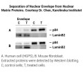 Minute™ Detergent-Free Nuclear Matrix Protein Extraction Kit 