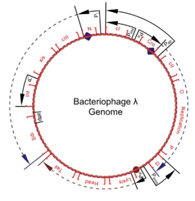 Phage λ-DNA 