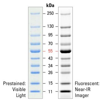 PageRuler Prestained NIR Protein Ladder 