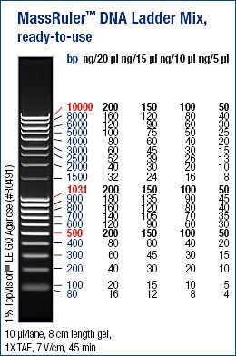 MassRuler™ DNA Ladder, Mix, ready-to-use 